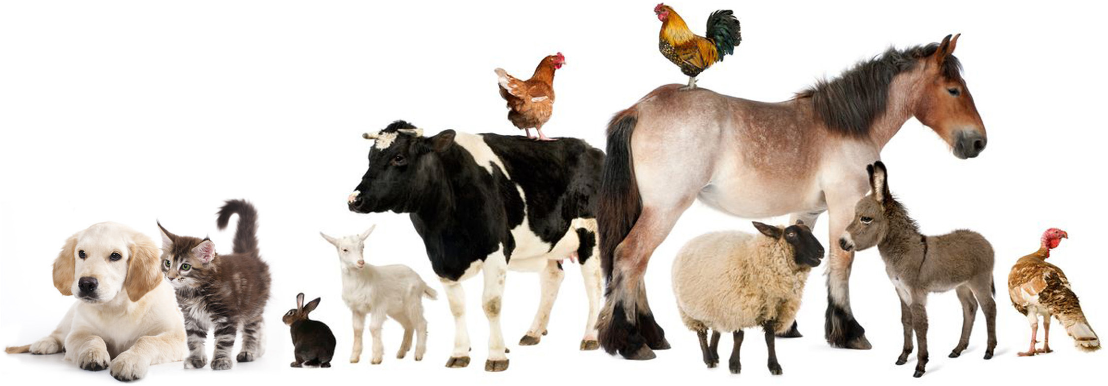 SLIDESHOW ANIMALI